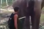 Elefante vs. turista