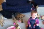 Bebés riendo con los perros sin parar