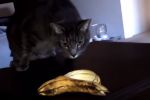 Bananas vs. gatos