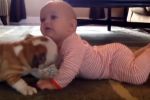 Los bebés y bulldogs más divertidos