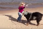 Perros graciosos en la playa