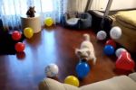 Perros persiguiendo globos