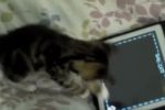 Animales jugando con iPads