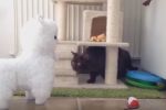 Gatos divertidos vs. animales de juguetes