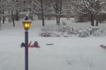 Perros divertidos en la nieve