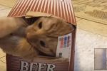 Los gatos aman las cajas