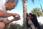 Perros divertidos con trucos de magia