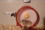 El hamster más rápido del mundo