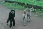 Un mono muy bromista