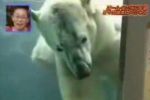 Oso polar ataca a niña japonesa