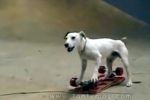 El perro skater