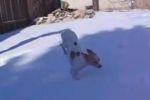 El perro que odia la nieve