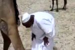 Razones para no molestar a un camello