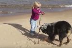 Los perros más graciosos en la playa