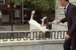 La novia se cae el día de su boda