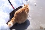 Los gatos en la nieve más chistosos