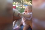 Bebés y perros super divertidos
