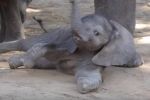 Animales bebés caminando por primera vez