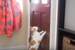 Gatos curiosos abriendo puertas