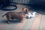 Perros y gatos jugando juntos