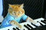 El gato pianista